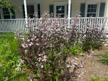 Plants and porch