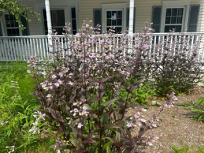 Plants and porch