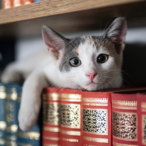 Image of a kitten laying on a bookshelf