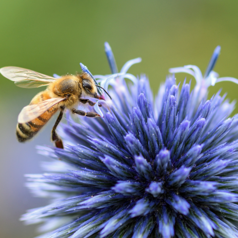 A bee on a flower