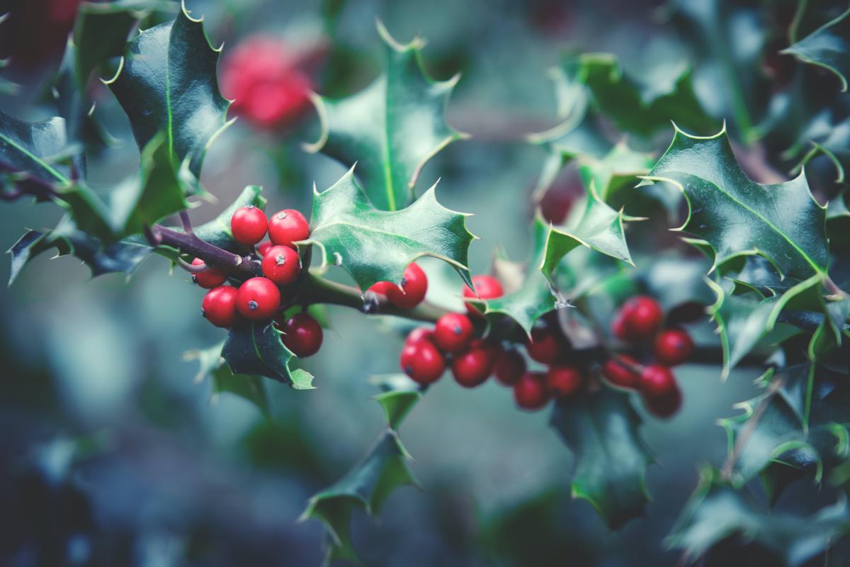 holly branch