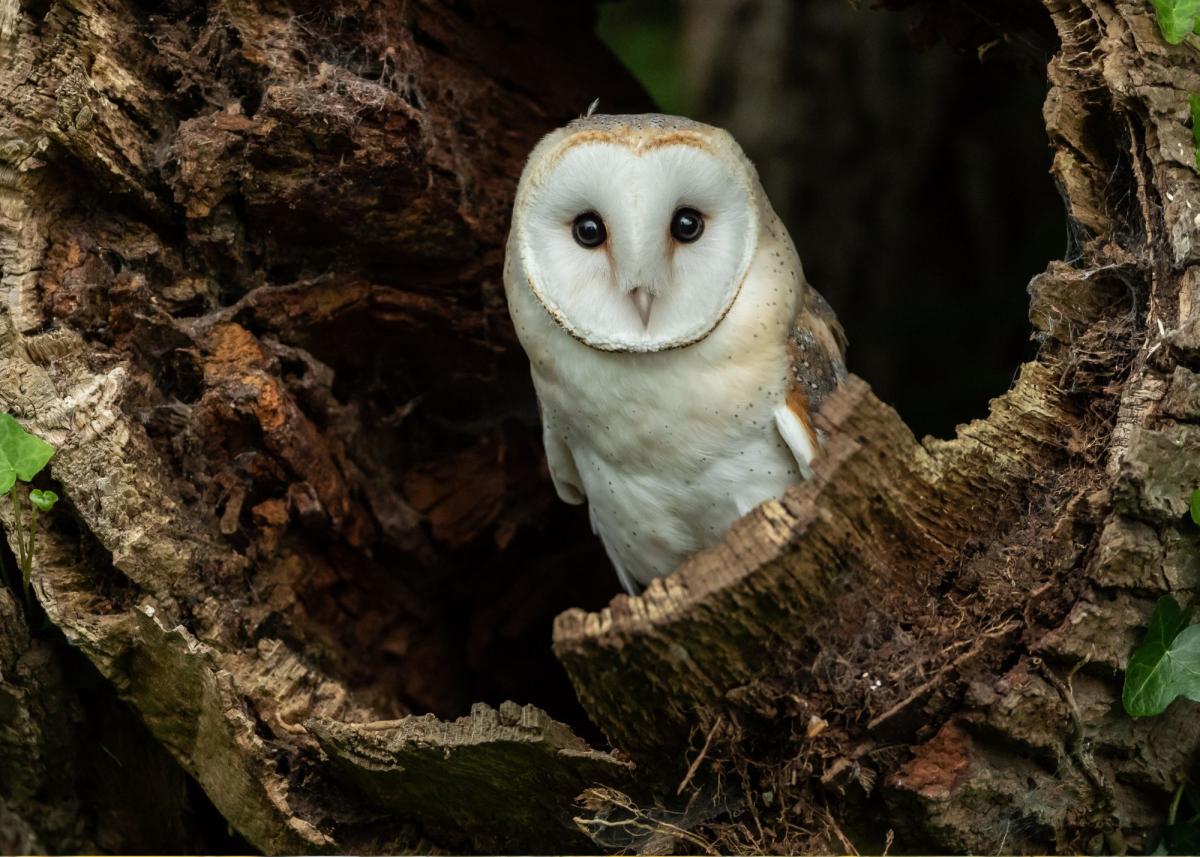 Owl in a log