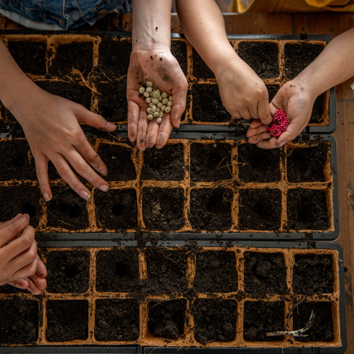 Hands with seeds 