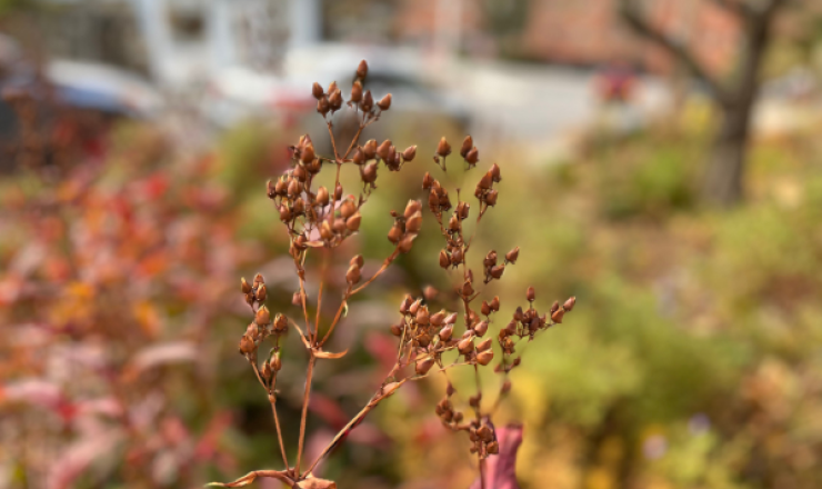 Fall Garden